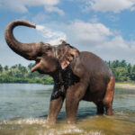 Elephant washing and splashing water through the trunk in the Periyar river, Kodanad, India